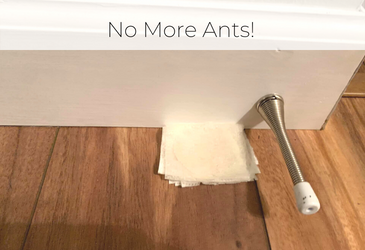 No more ants in the kitchen!