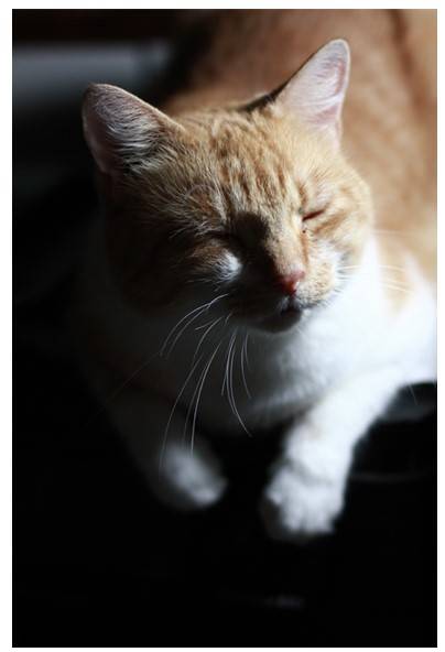 Felix, basking in the scent of our diffuser by the computer printer!