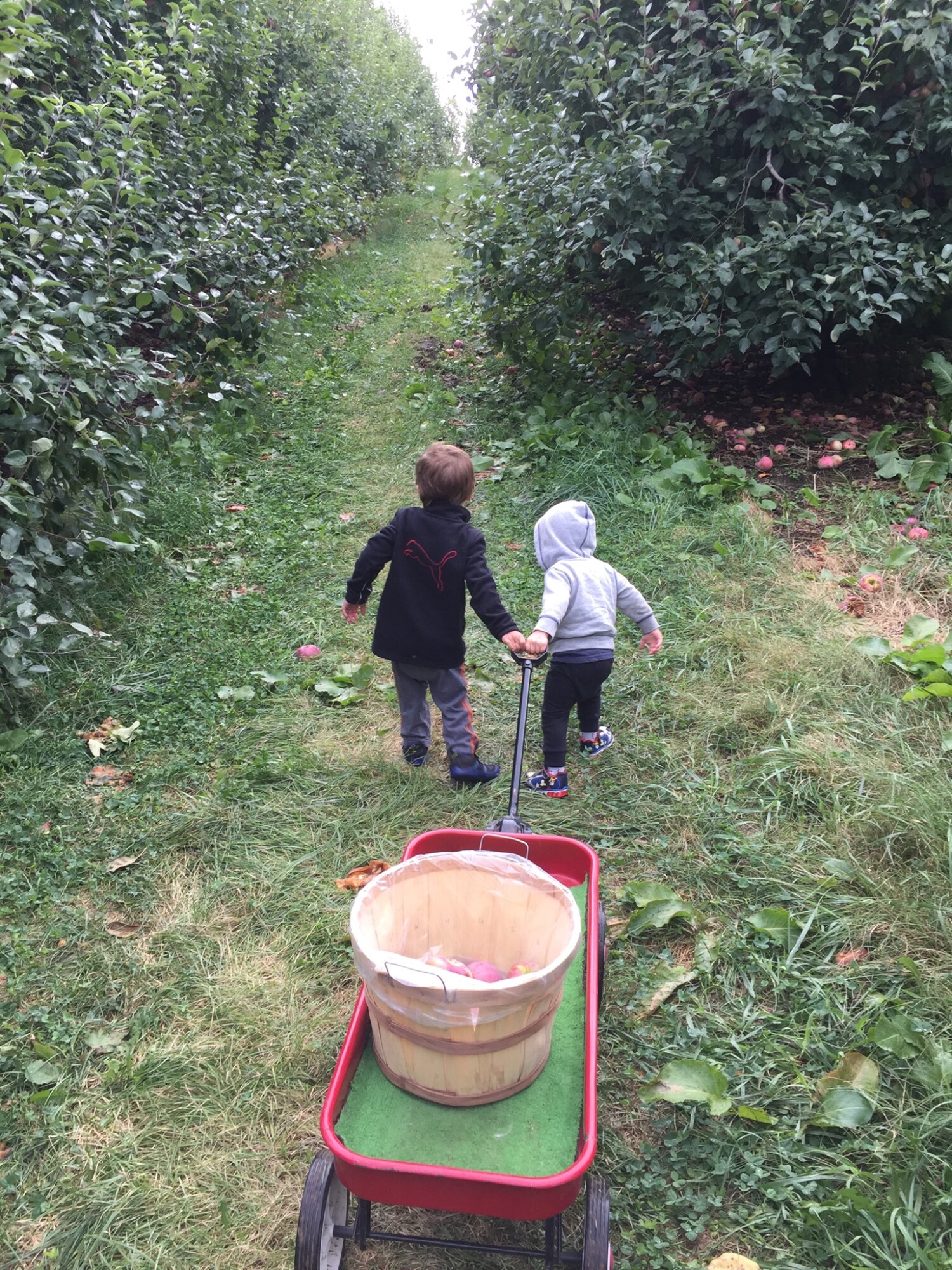 Apple picking while learning about the letter “A”!