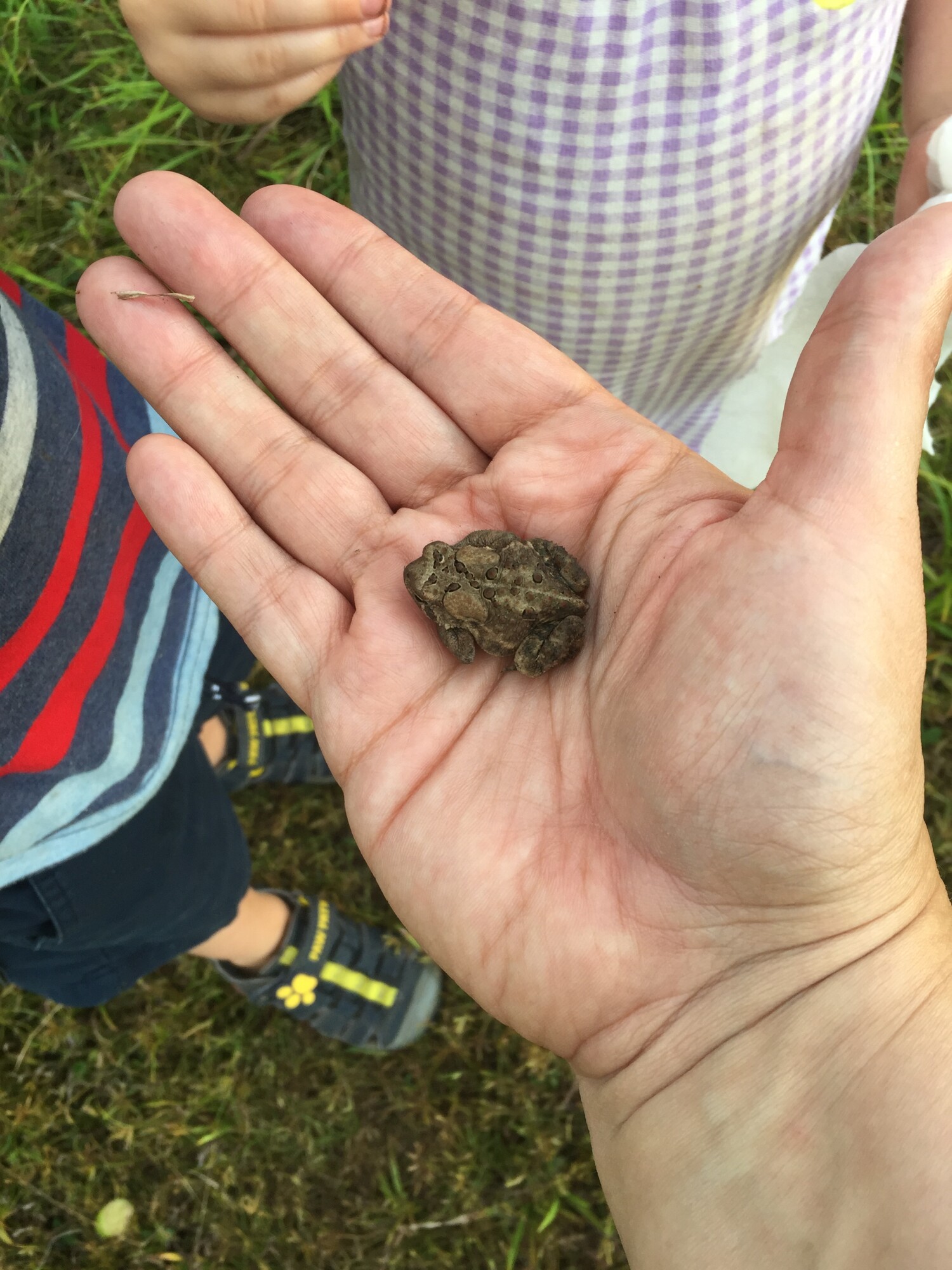 Learning about toads & frogs on our weekly nature hike!