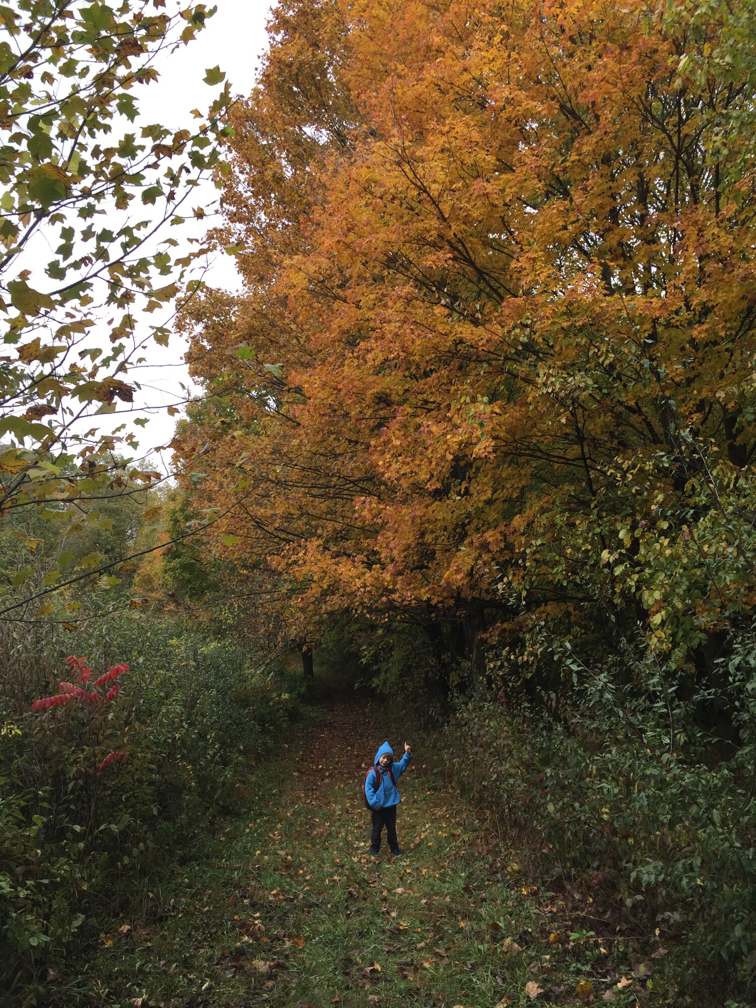 Our nature journal challenge was to find the color orange, so this tree delighted our 5 year old!