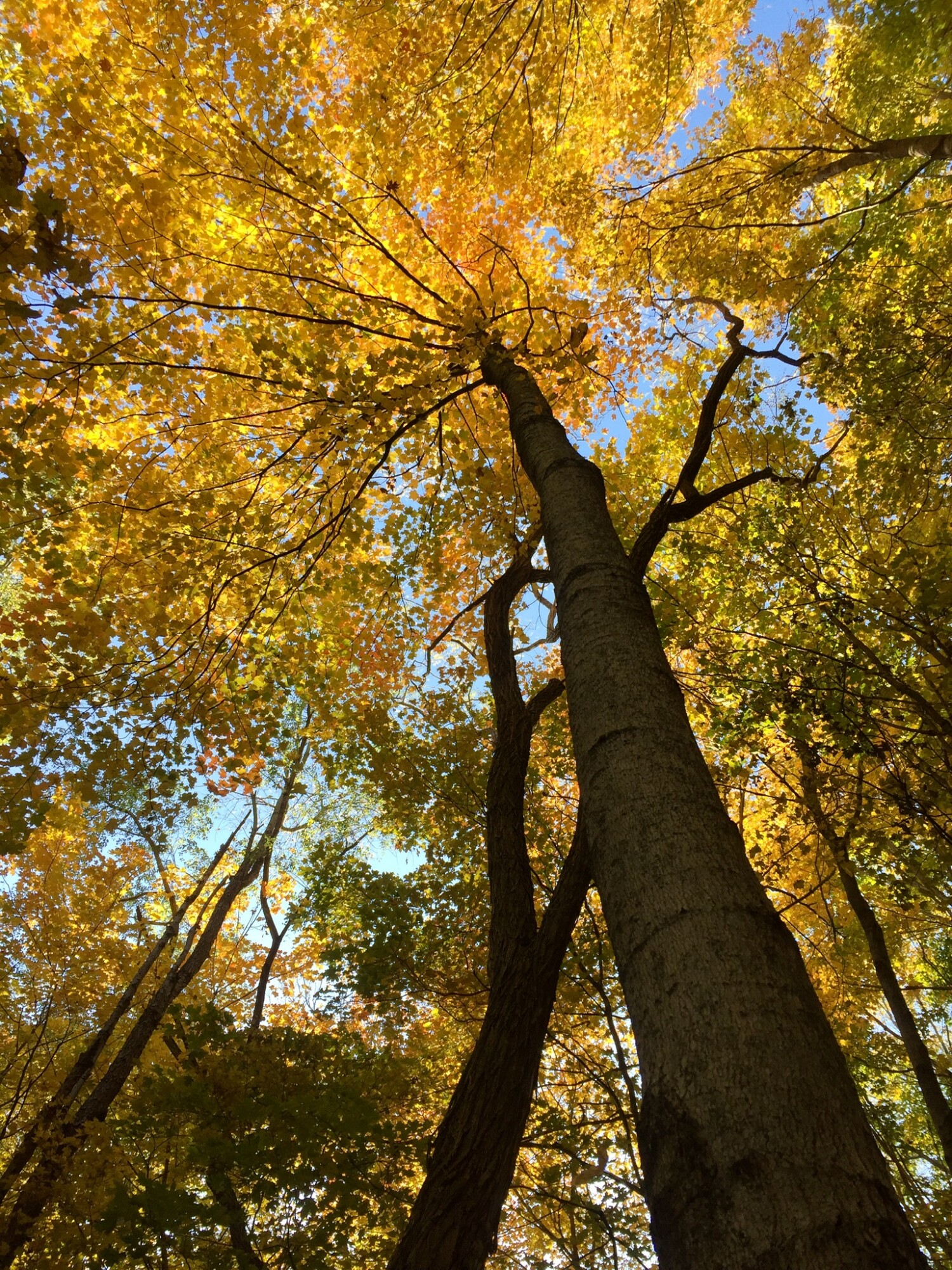 Indiana hiking is at its finest when we trek through fall colors near Lake Salamonie in northern Indiana on our latest Karth Trek!