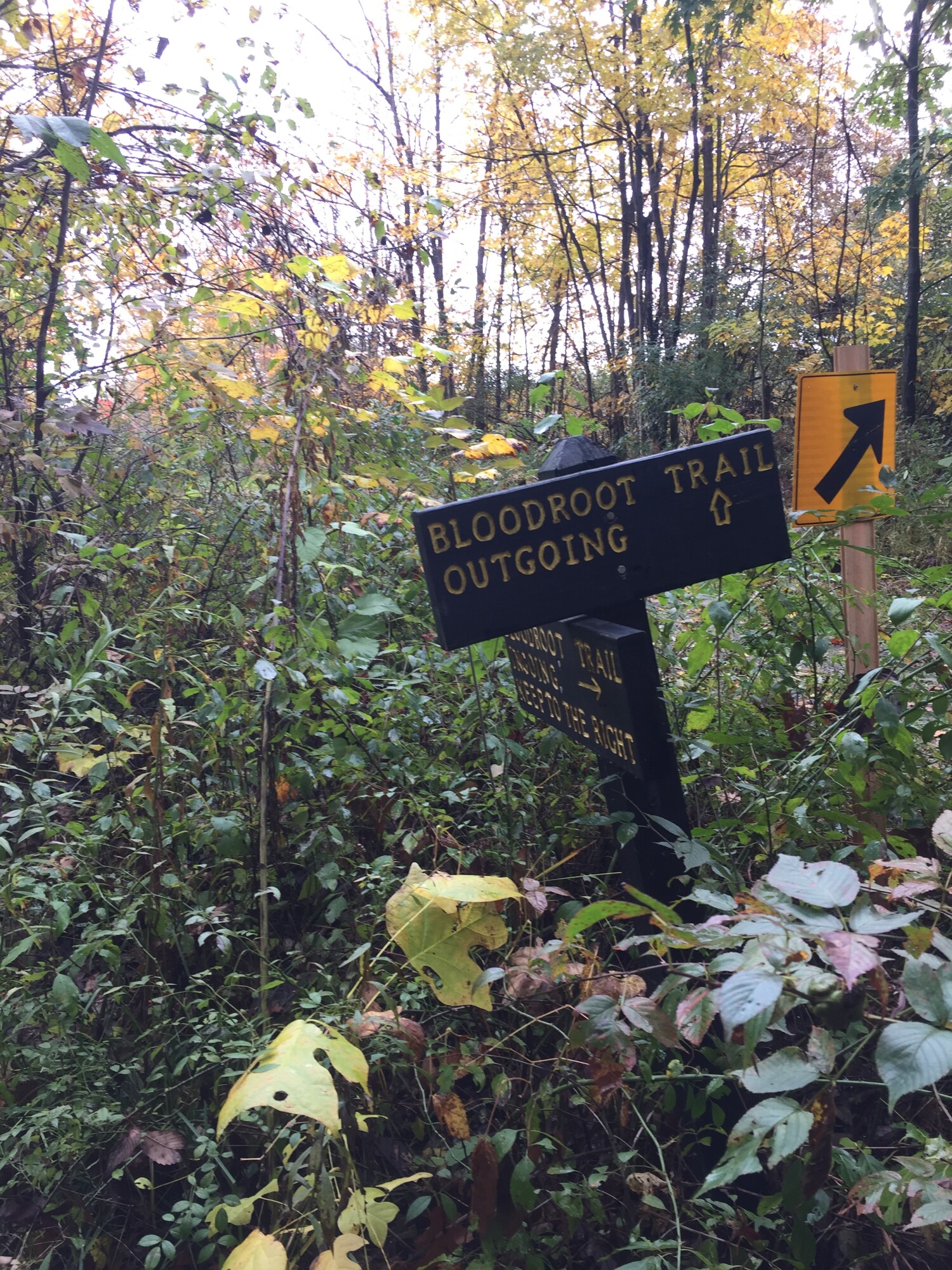 One convenient feature of the bloodroot trail is the various points where the loop intersects, so you can modify the length of your hike.