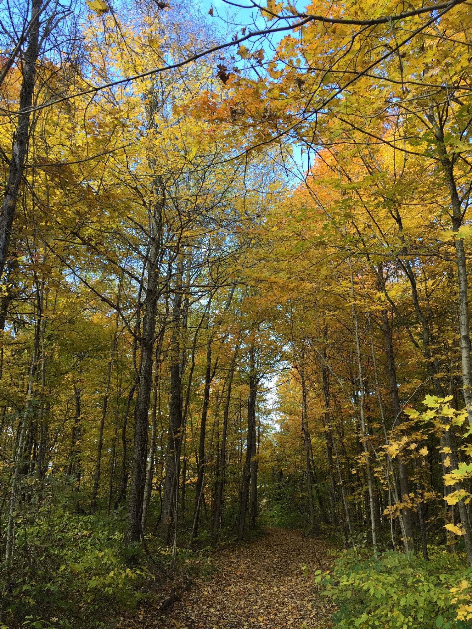 Indiana hiking is at its finest when we trek through fall colors near Lake Salamonie in northern Indiana on our latest Karth Trek!