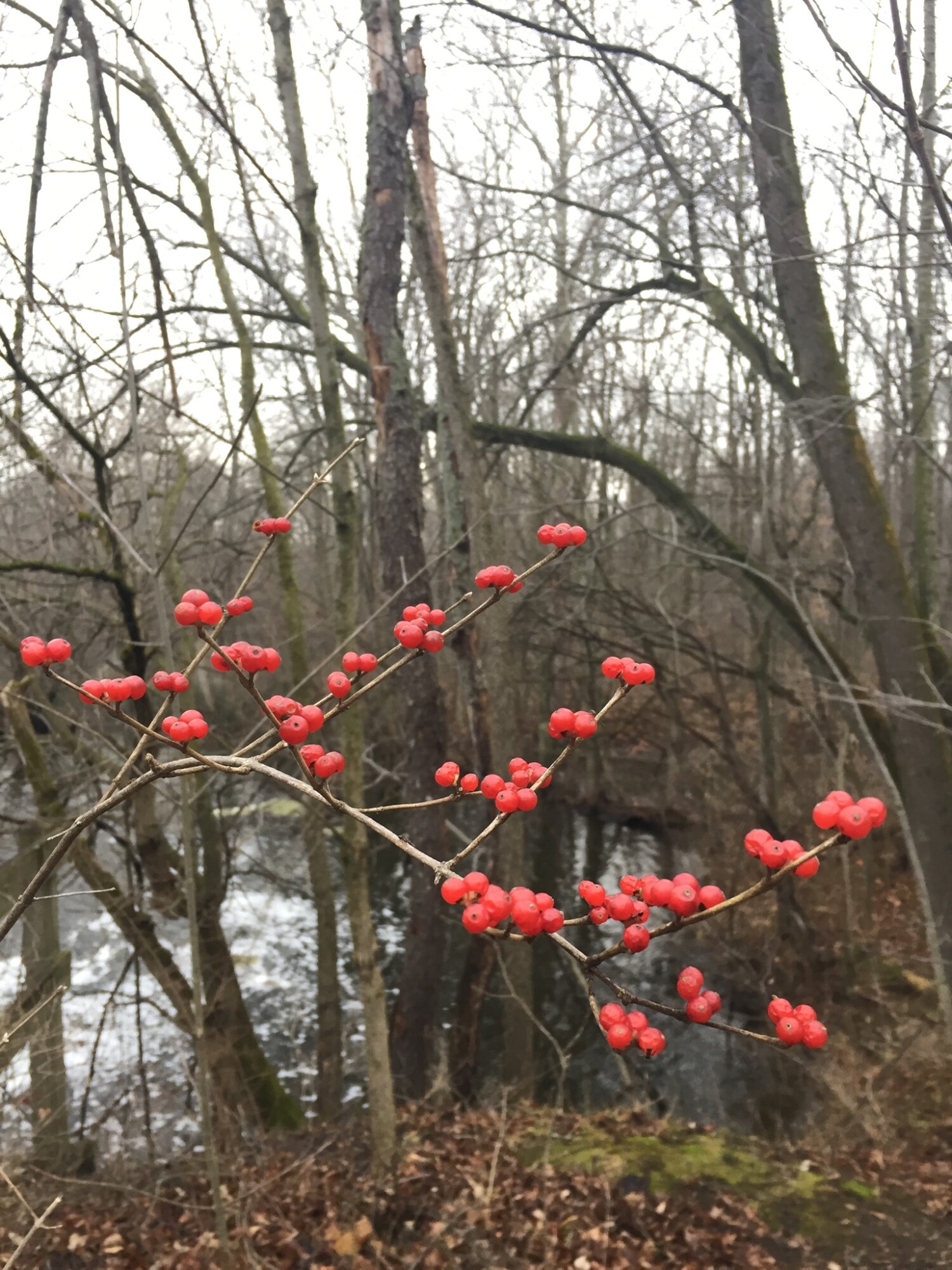 When our family isn’t homeschooling or sharing Young Living, we are out hiking in the wild. We call this Karth Trek, because we are boldly going somewhere new or rediscovering an old favorite nature trail. Four kids and a dog as our plus ones! 