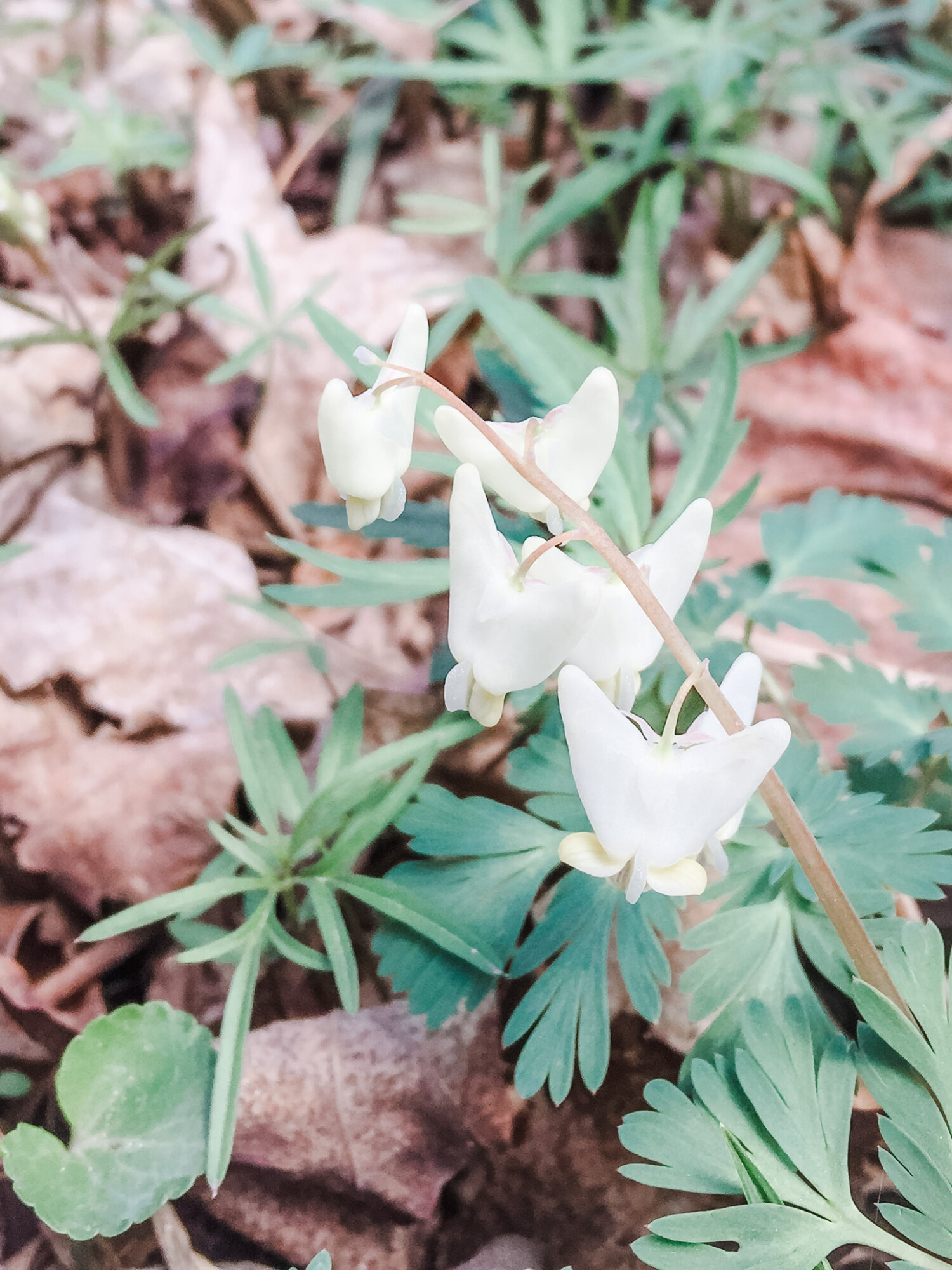 Dutchman’s Breeches in bloom at Bock ACRES nature preserve.