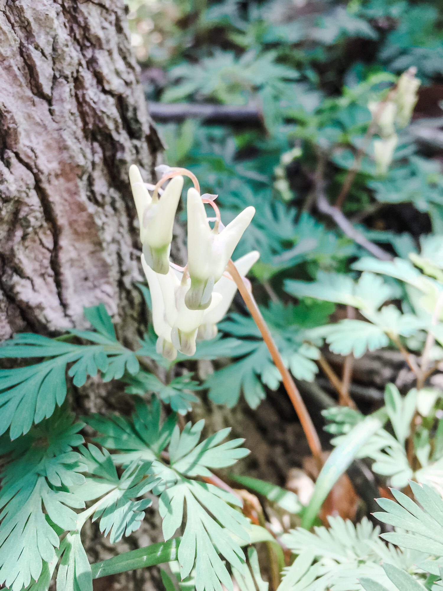 Squirrel Corn, a flower so closely related to Dutchman’s Breeches not everyone even notices the difference!