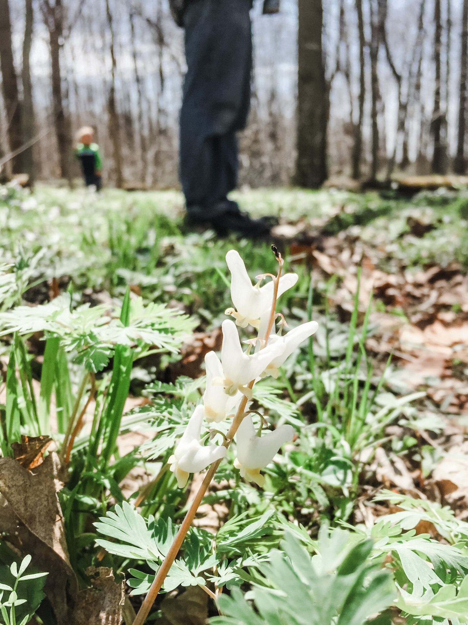 A delicate strand of blooming Dutchman’s Breeches at Bock nature preserve in Akron, IN