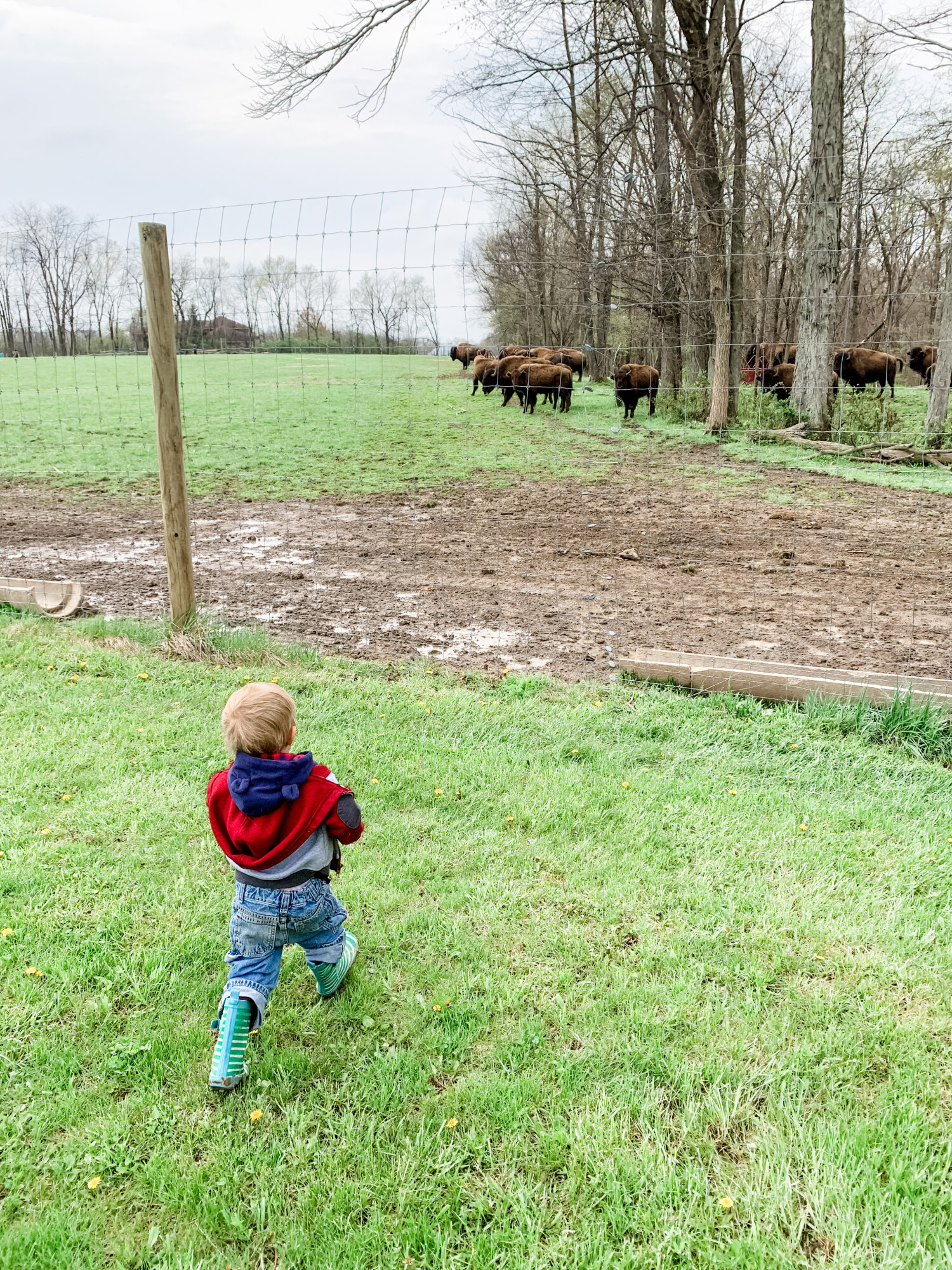 We recently found a really cool nature preserve, LC Nature Preserve, in Roanoke Indiana. They have herds of bison and elk.