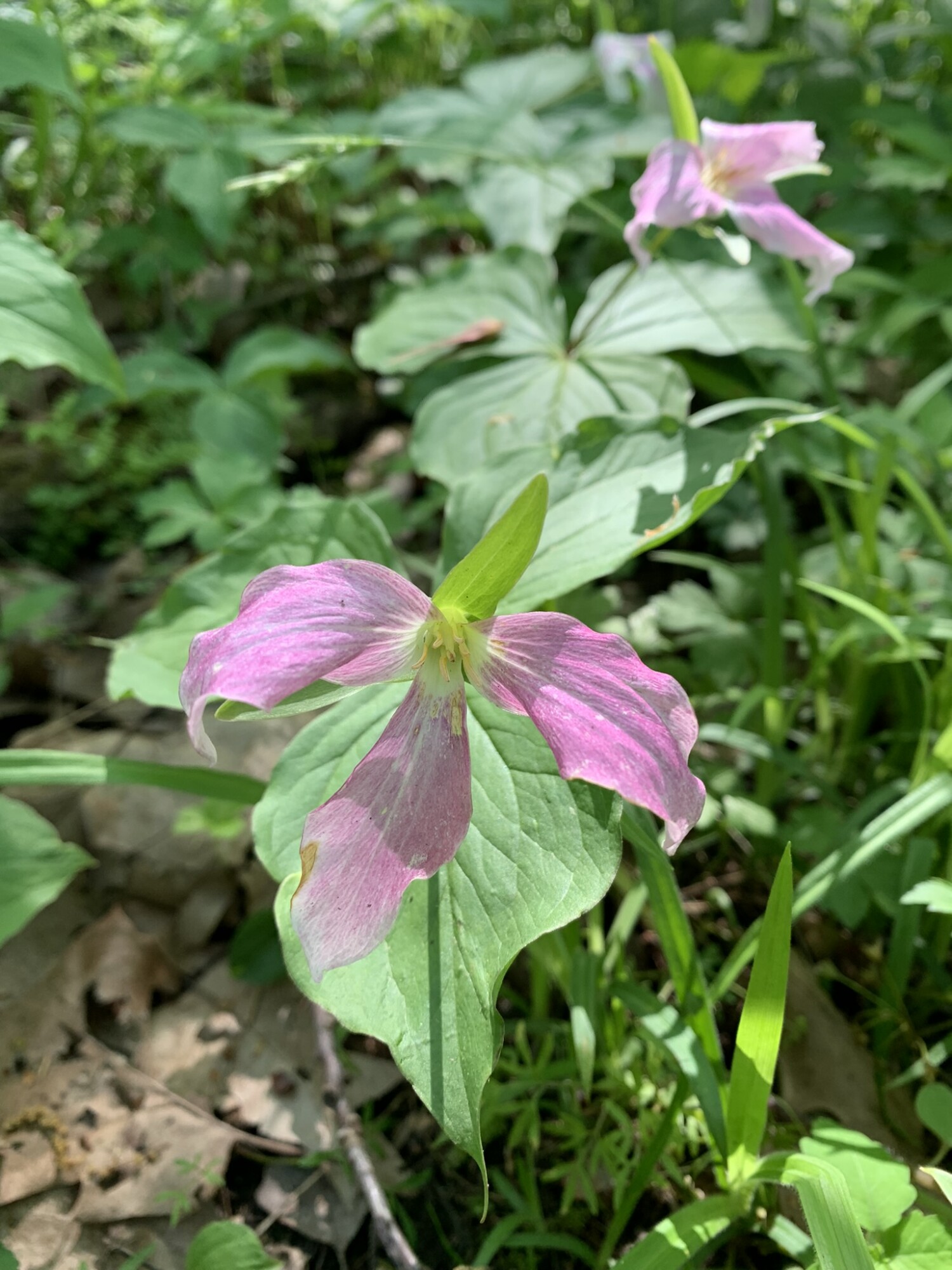 Pink trillium at Bender memorial nature preserve