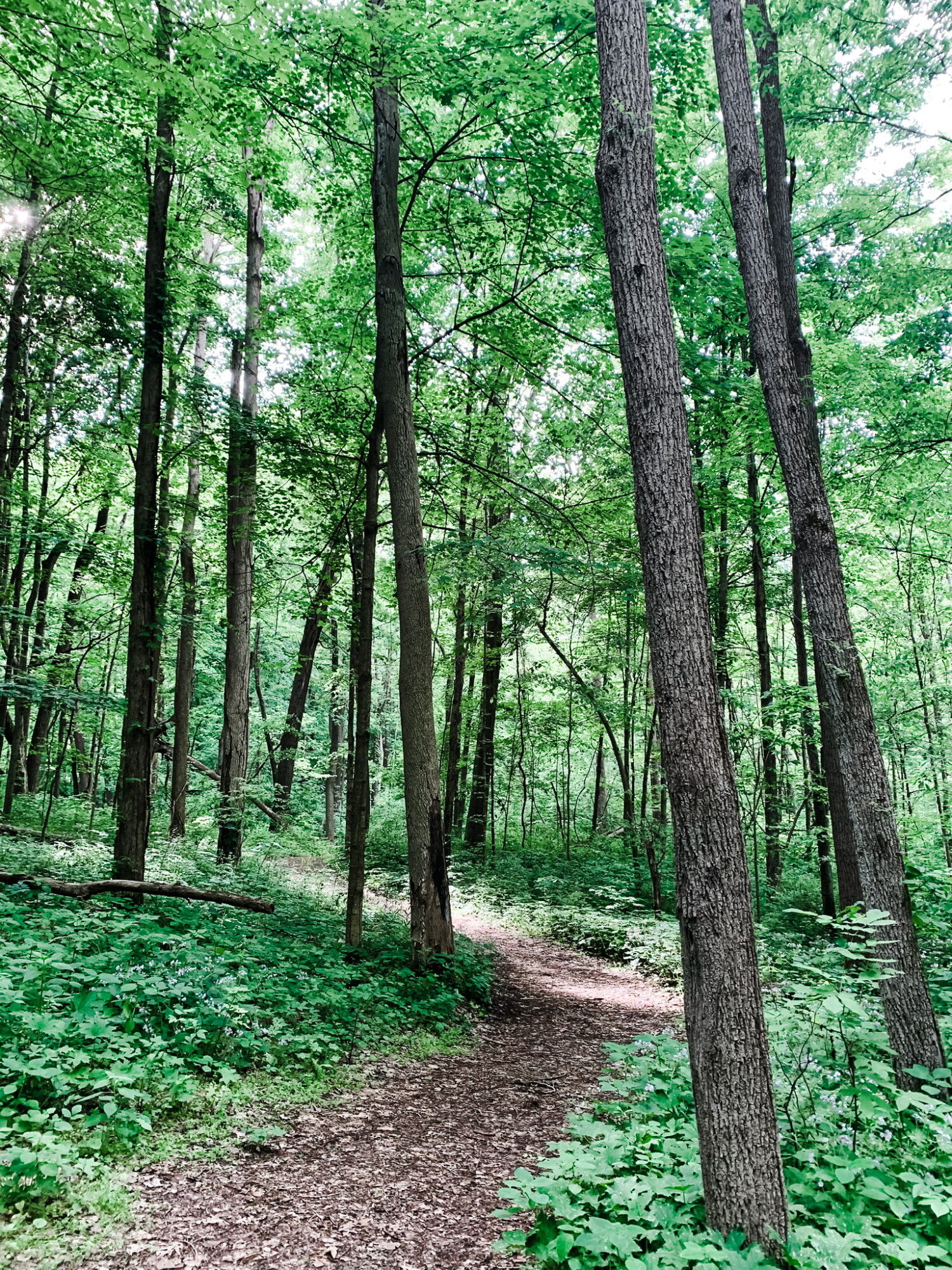 Part of the 3 mile loop we did through the woods one evening.