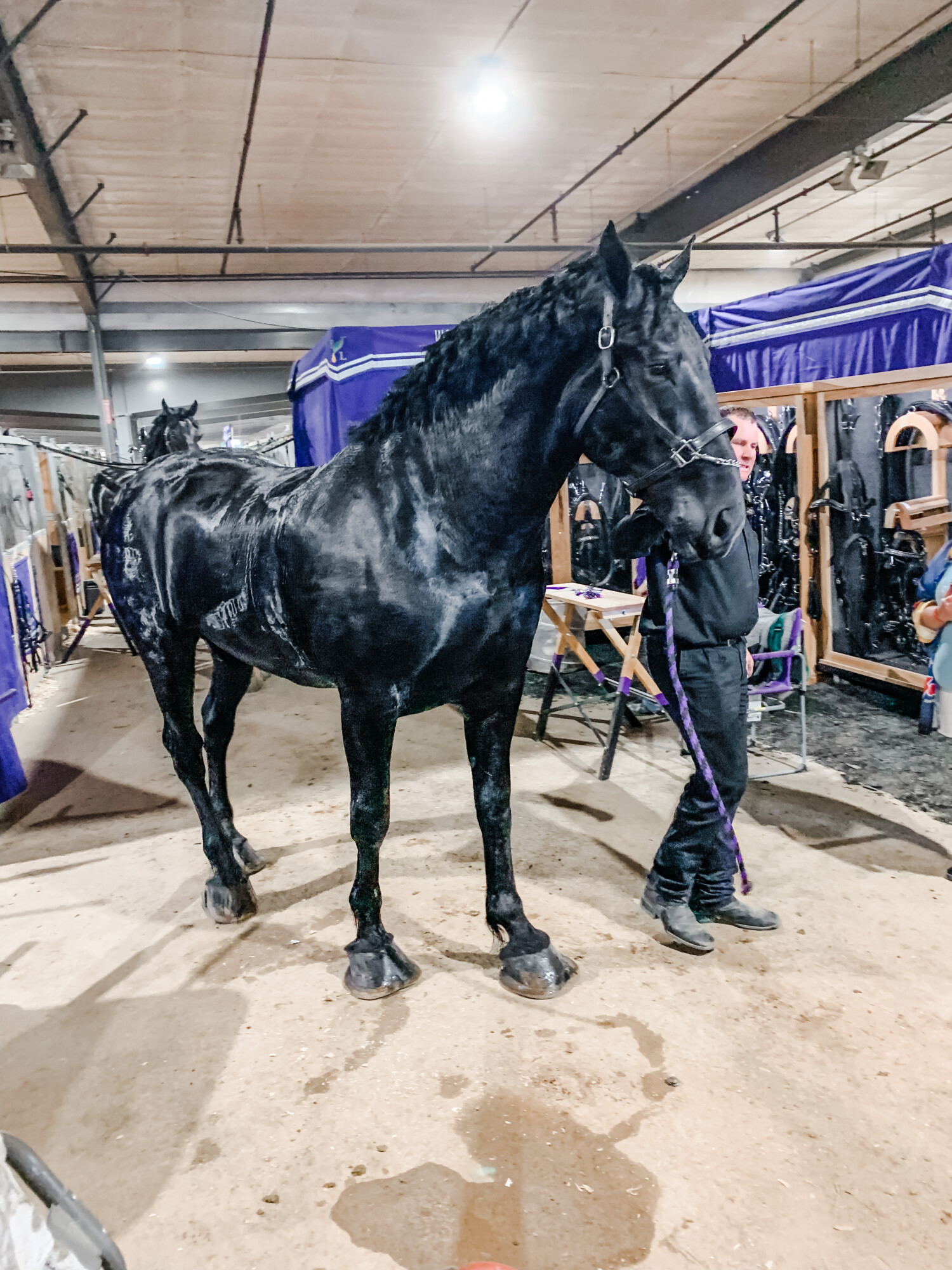 Percherons average around 2,100 lbs!