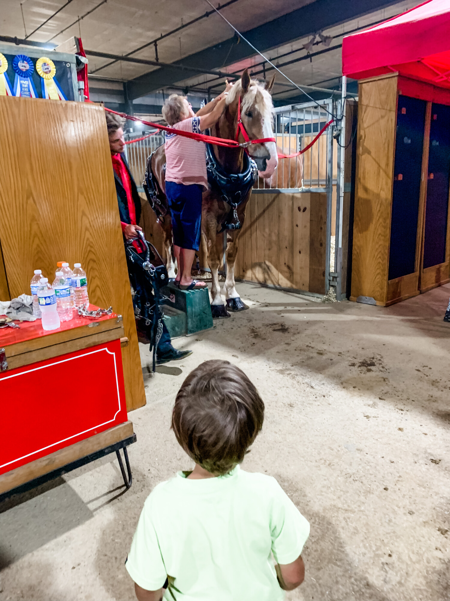 But Ezra, watching this Belgian draft horse get ready, is the main reason we go…