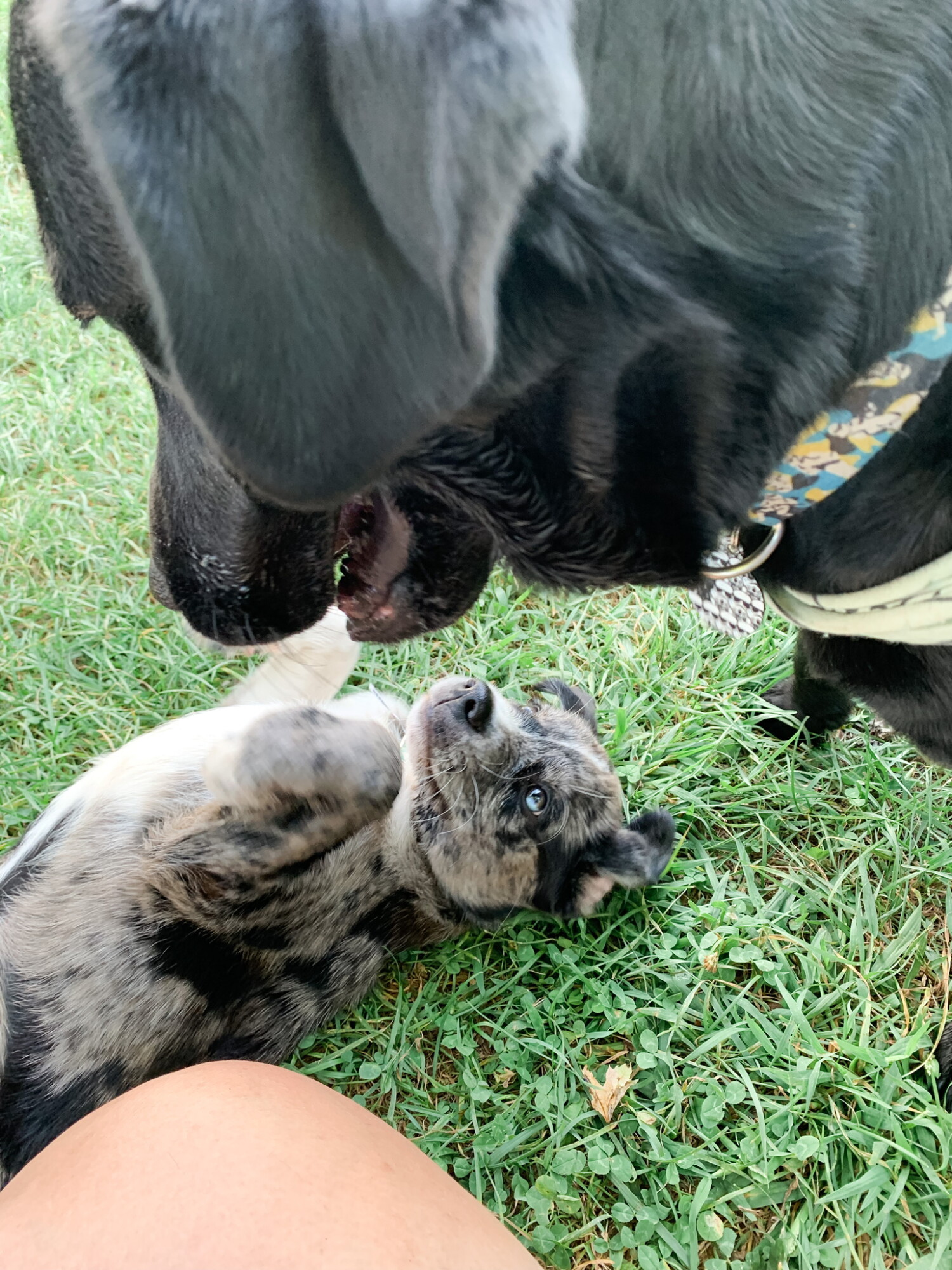 Learning to be submissive around our lab, Daisy!