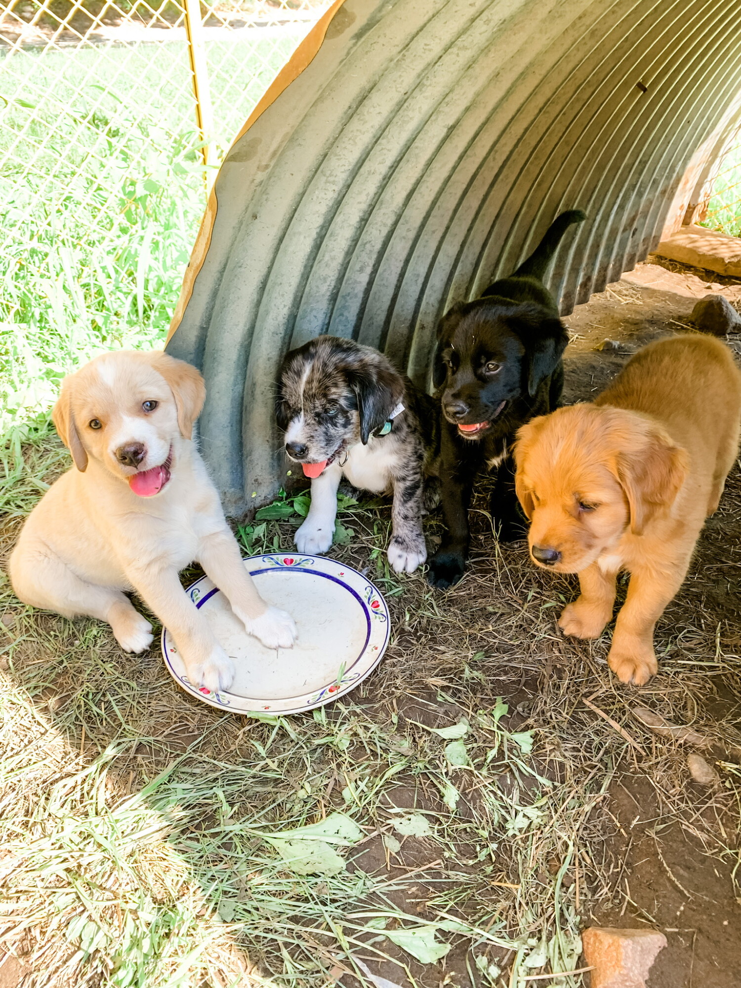 Cookie on the farm with her litter mates!