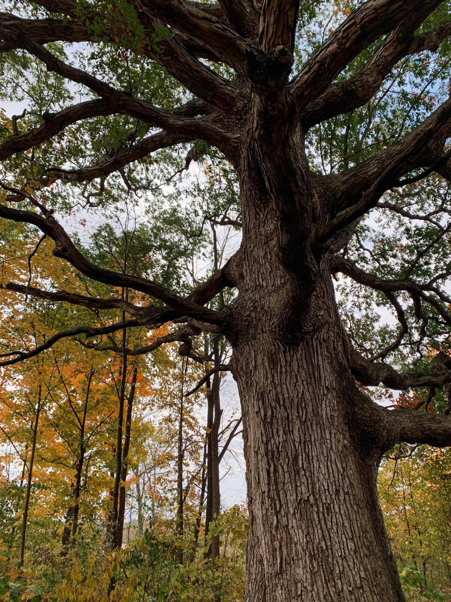 Being in nature can be as simple as walking into your backyard & sitting under a tree.