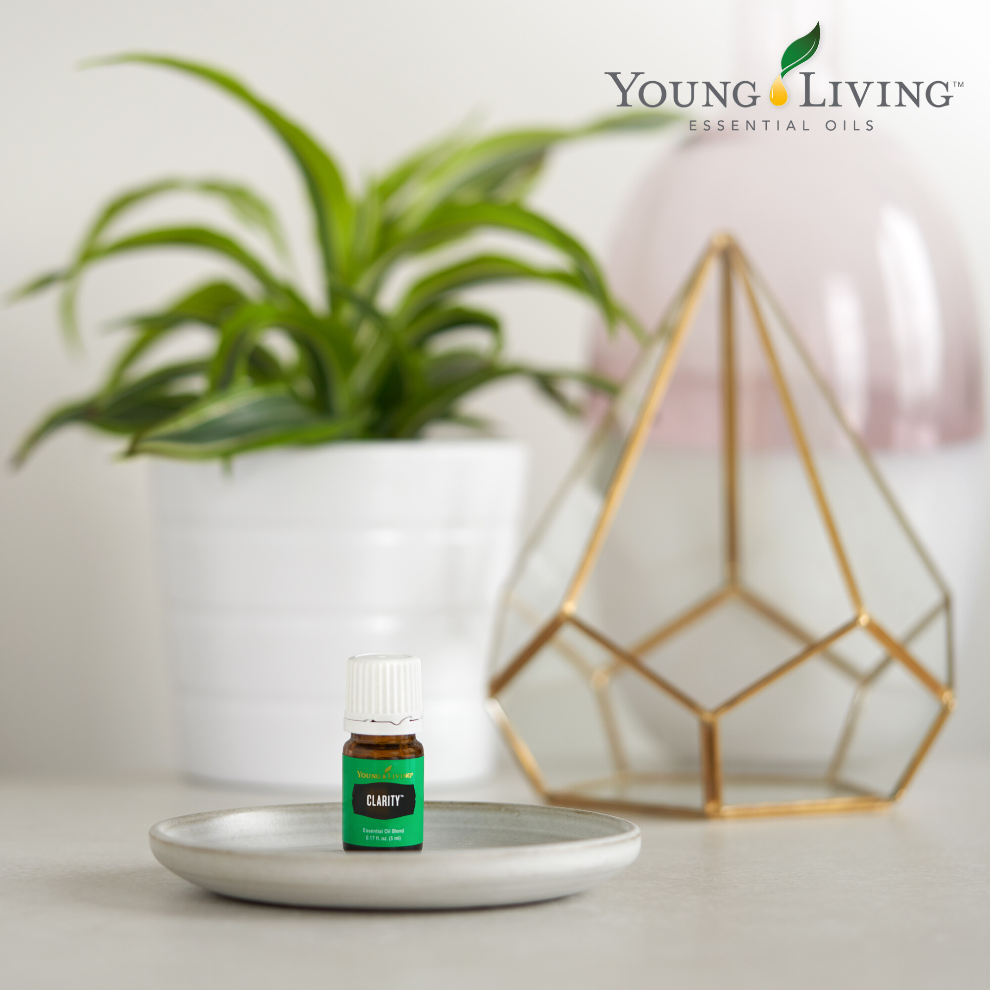 Clarity has basil and rosemary in its blend, both oils know for enhancing memory.