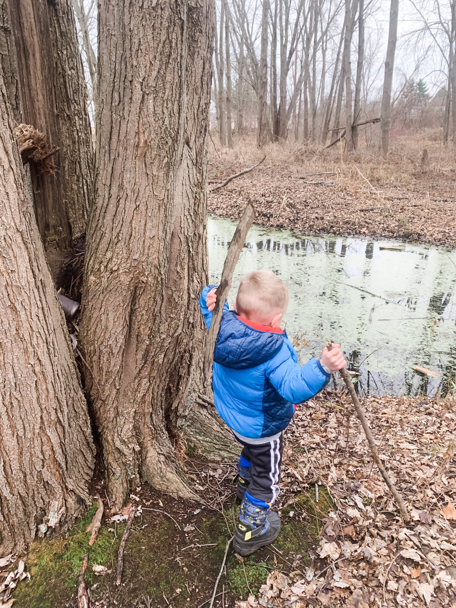 The cache we found here is actually pictured on the left, in the tree!