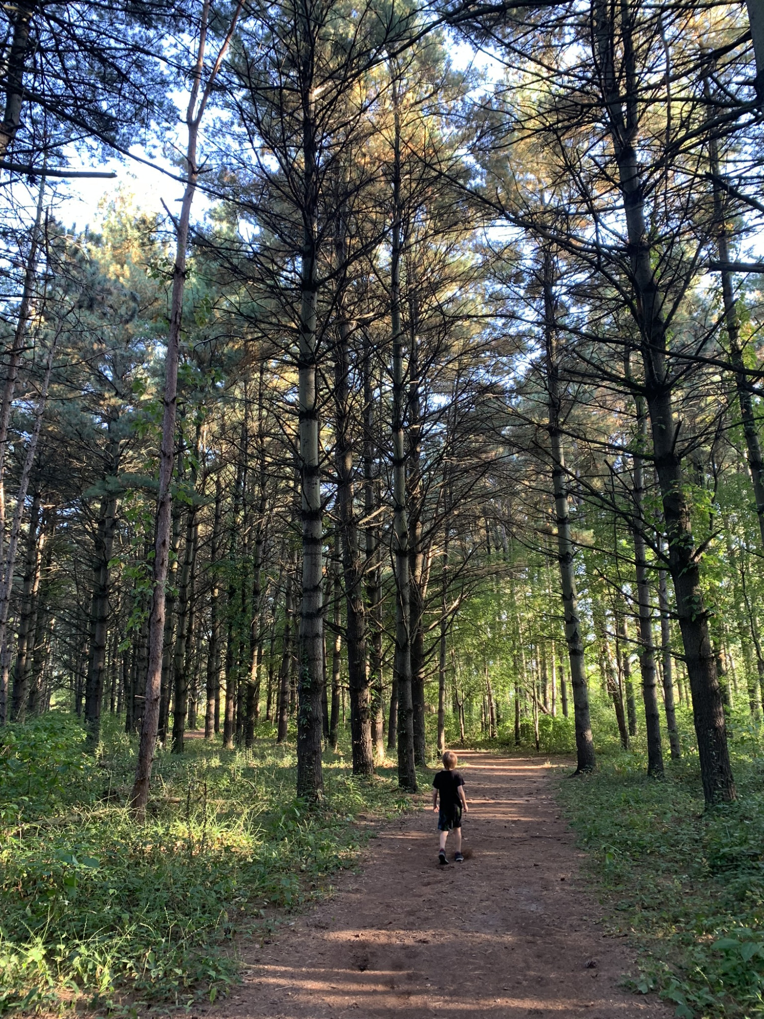 My oldest, at four feet tall, gives a sense of scale for these massive trees!