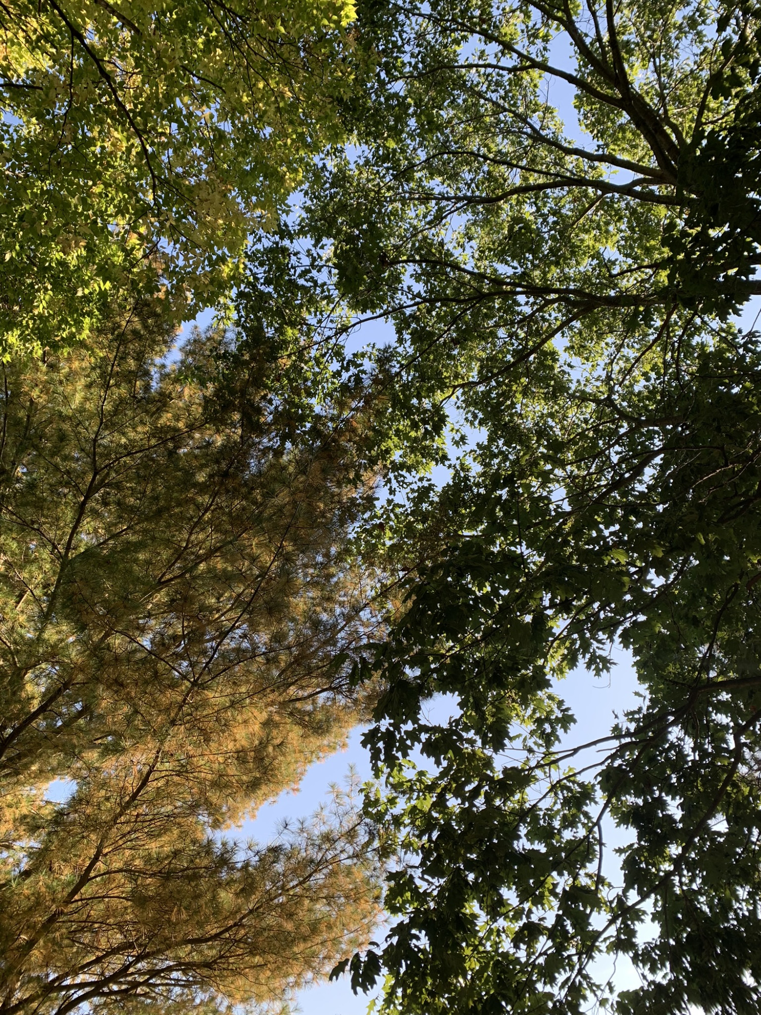 I love seeing fall peeking through in the leaves! Autumn is such a glorious time to be in nature.