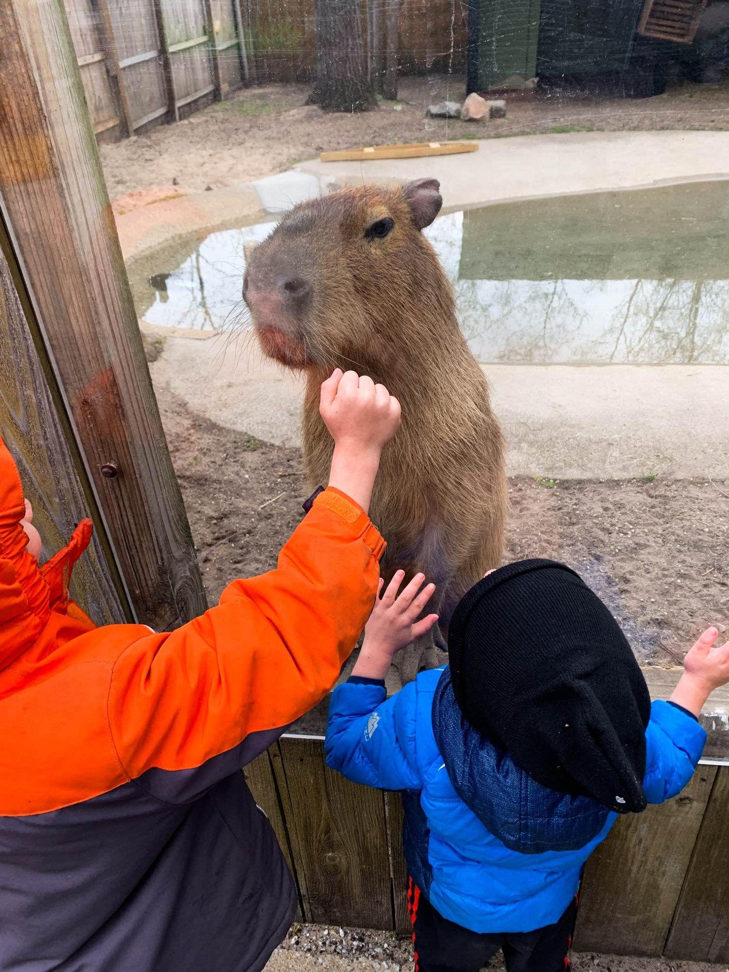 Because the zoo prioritizes enrichment of their inhabitants, we’ve often found the animals to be interested in interaction with their visitors. It’s like we are welcomed friends!