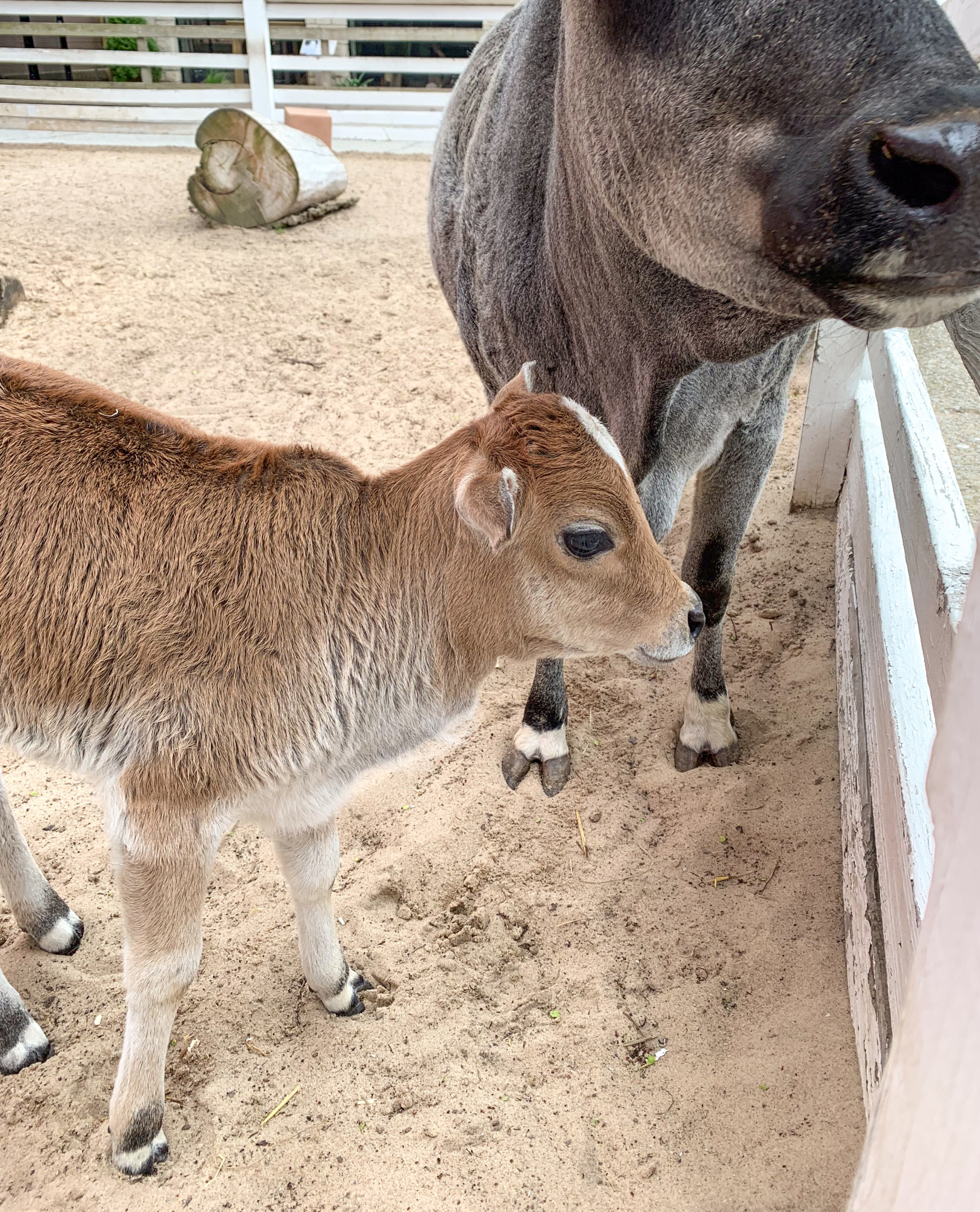 This spring the farm had a baby miniature zebu born, and it was just the cutest & softest baby calf!