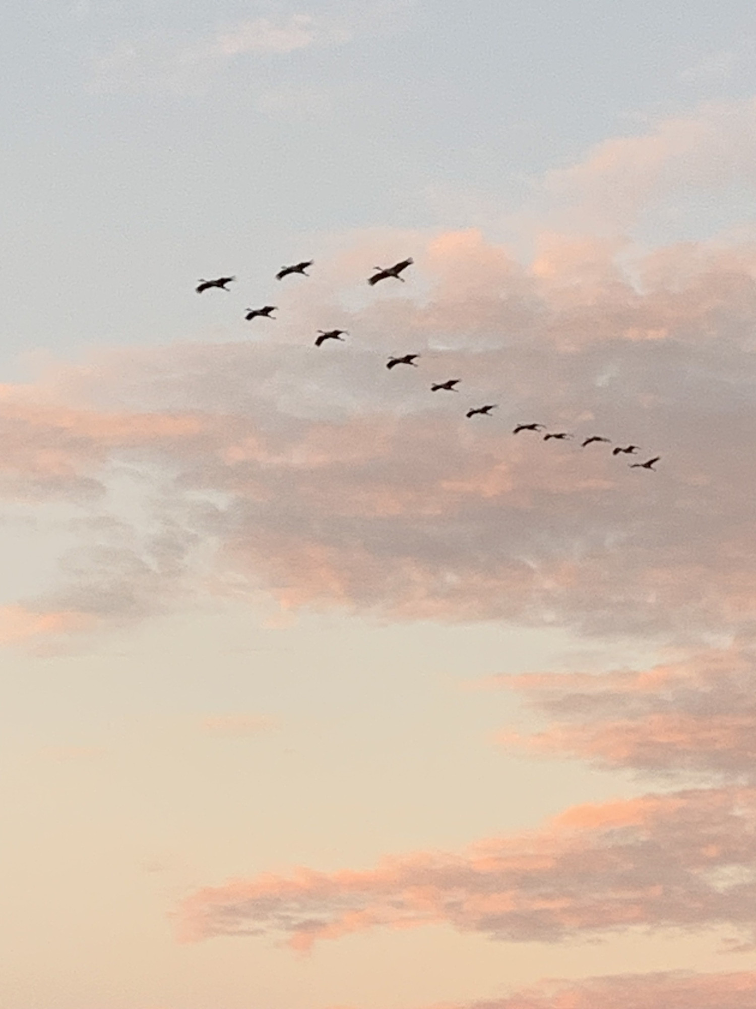 We took advantage of the day off to go visit an area where sandhill cranes migrate, which is very near where we were married 16 years ago!