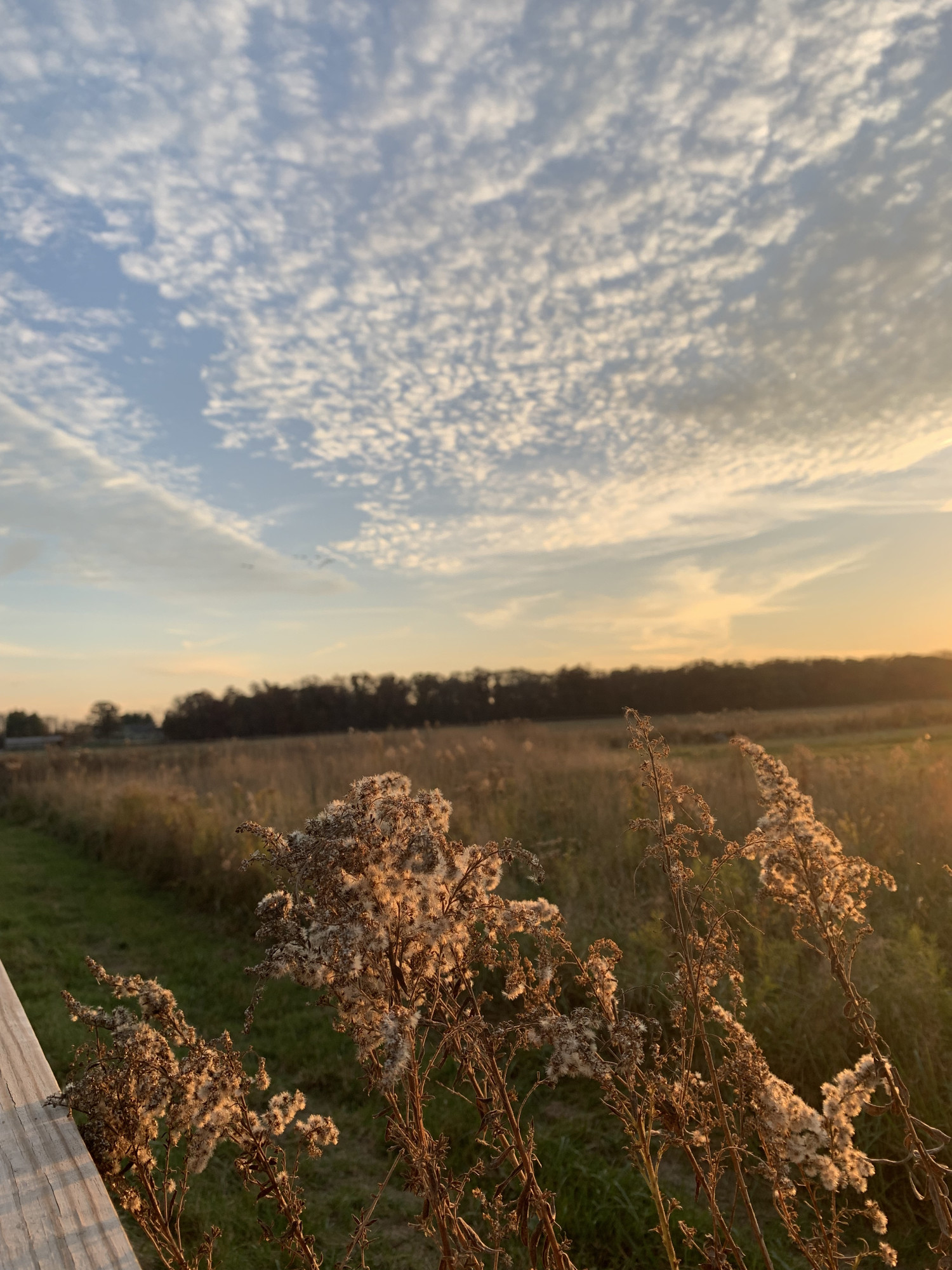 Most of the fall colors may be gone in our area, but I love seeing goldenrod reflecting the sunset on a late fall evening.