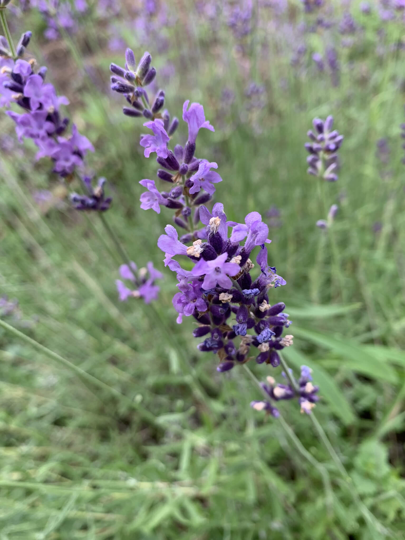 This organic lavender growing in our personal garden was grown from seeds from the Young Living lavender farm. We love having a little piece of the farm right in our backyard!