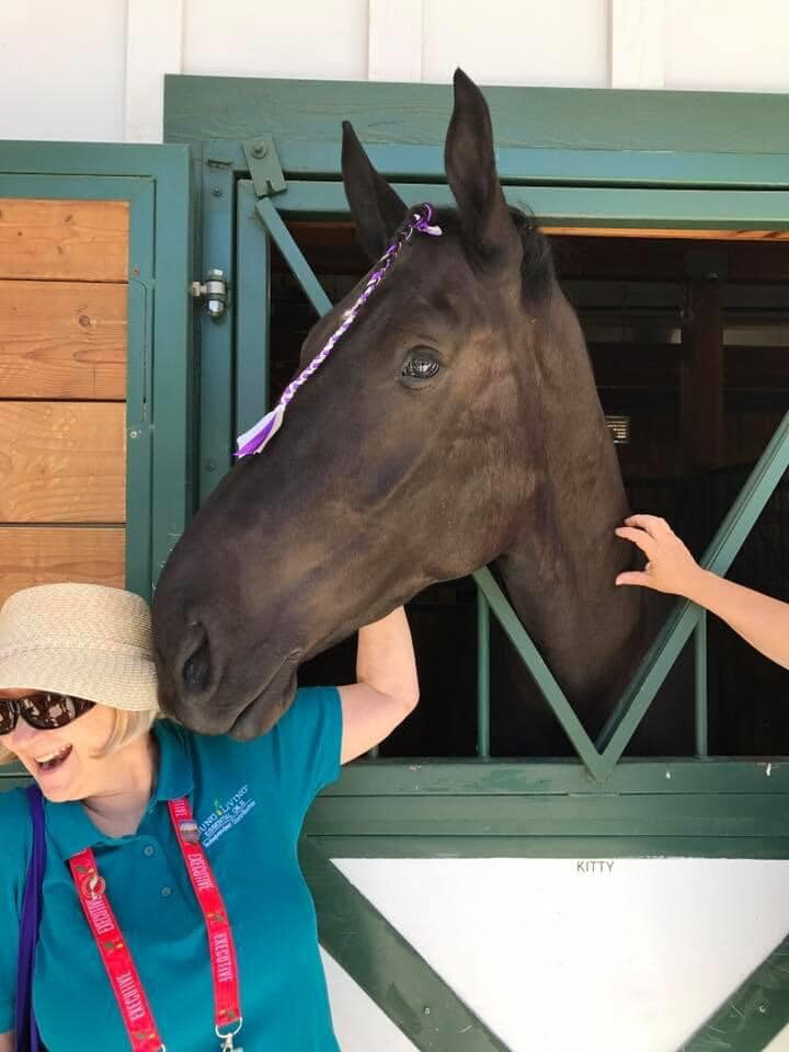 One of the YL prize Percherons. Isn't he beautiful??