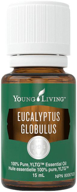 eucalyptus globulus essential oil eucalyptus globulus essential oil uses eucalyptus globulus essential oil young living eucalyptus globulus essential oil benefits