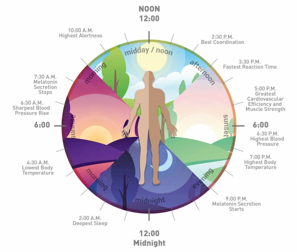 What Are Circadian Rhythms and Why Should You Care? - TrueDark
