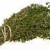 Thyme