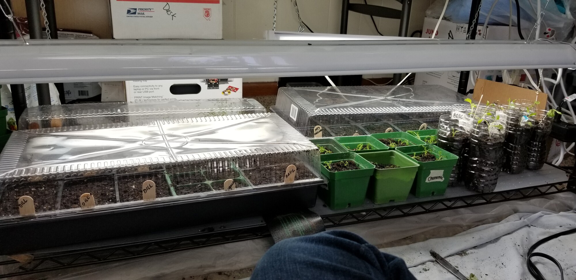 Shelf with seedlings and light fixture