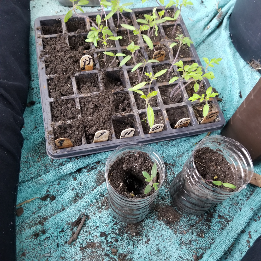 tomato seedlings