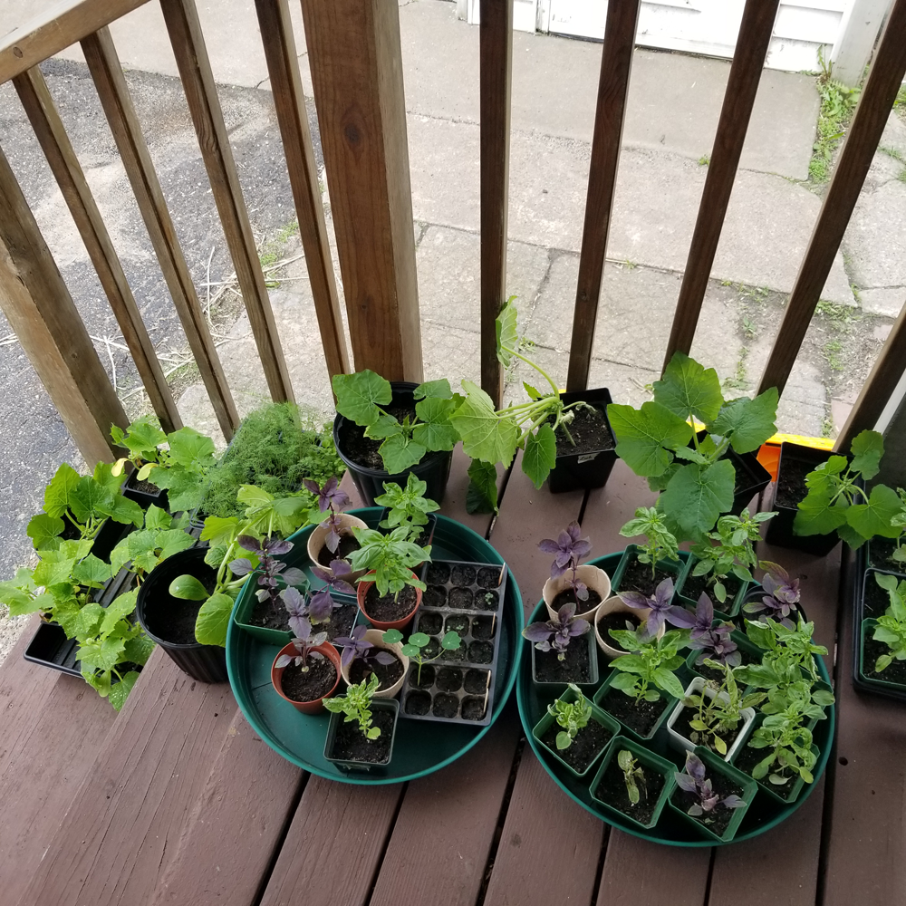 seedlings on step