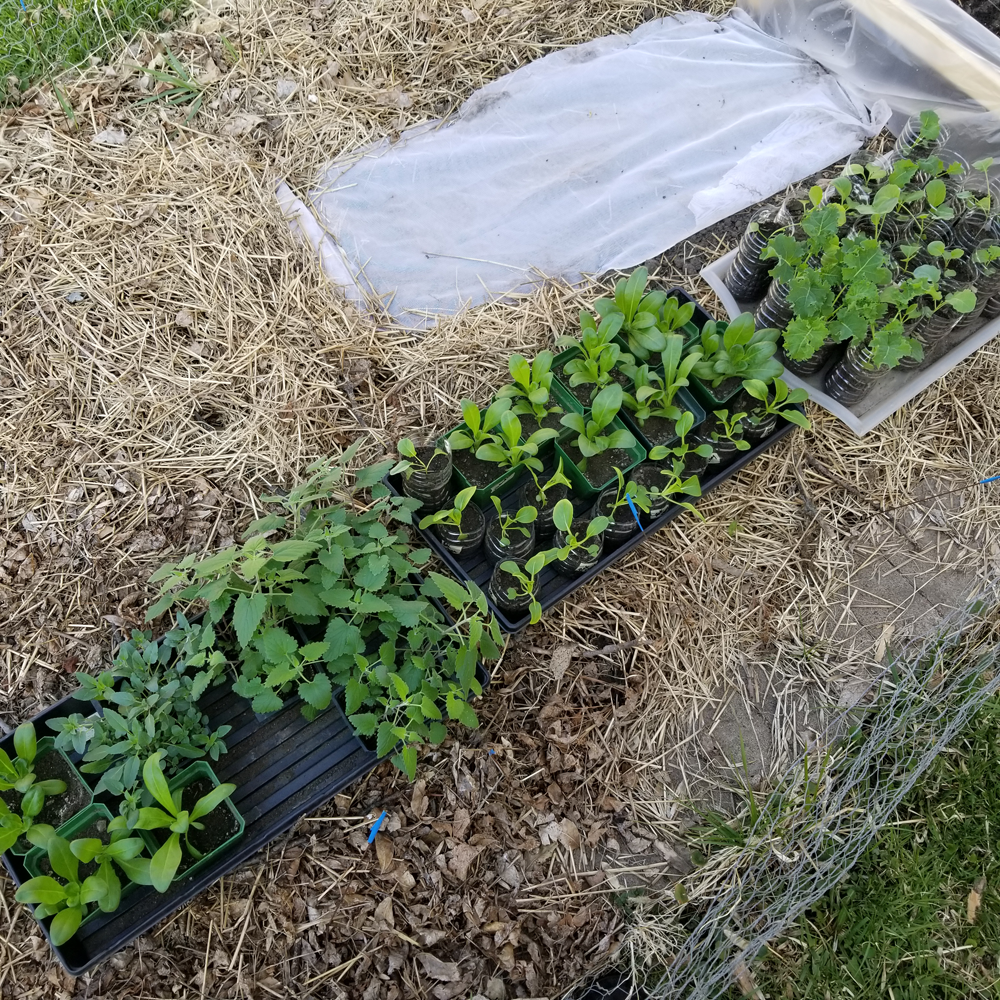 seedling set in garden