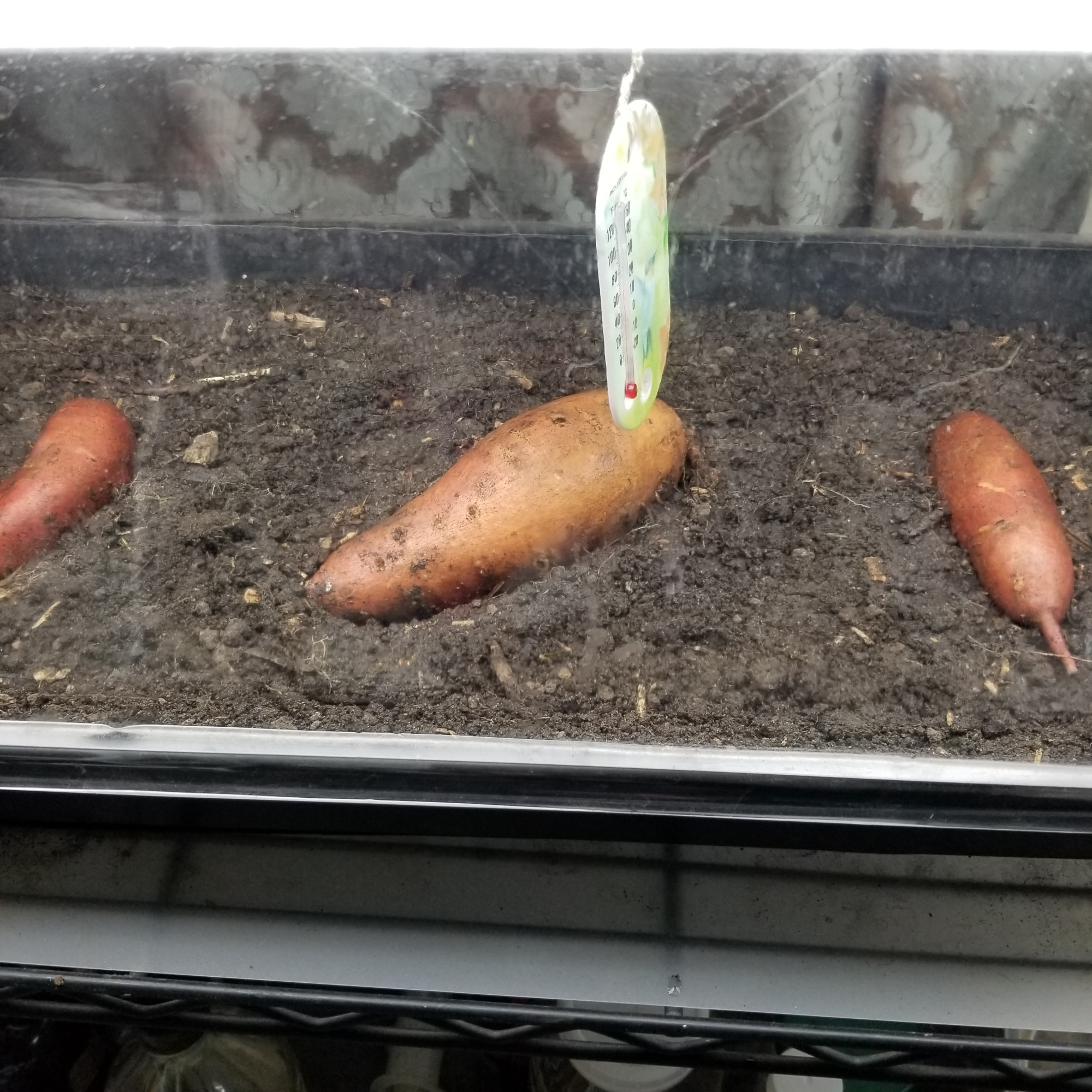 sweet potatoes in soil