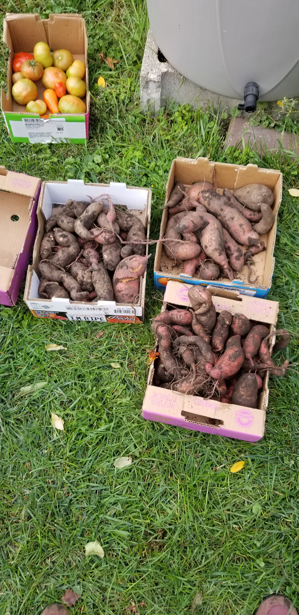 sweet potatoes dug