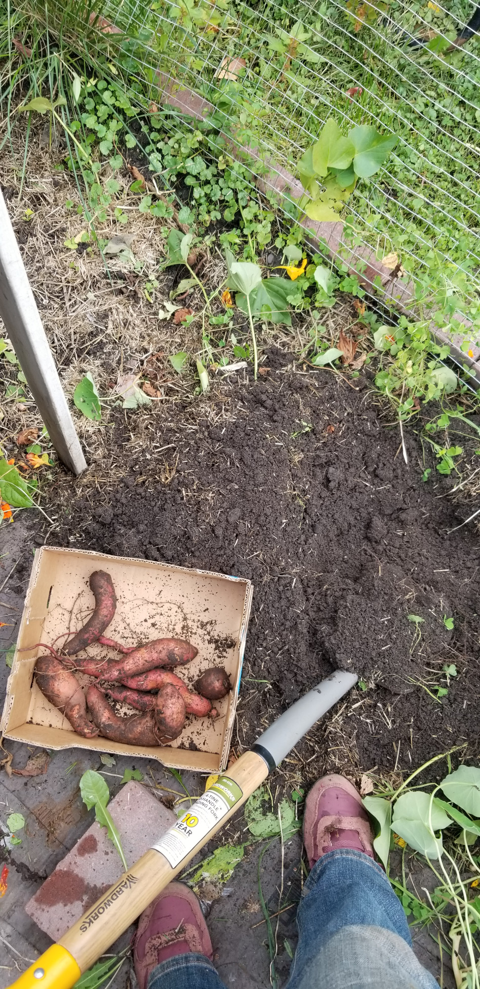 digging sweet potatoes