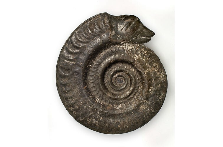 An ammonite fossil with a carved snake's head SC: Natural History Museum