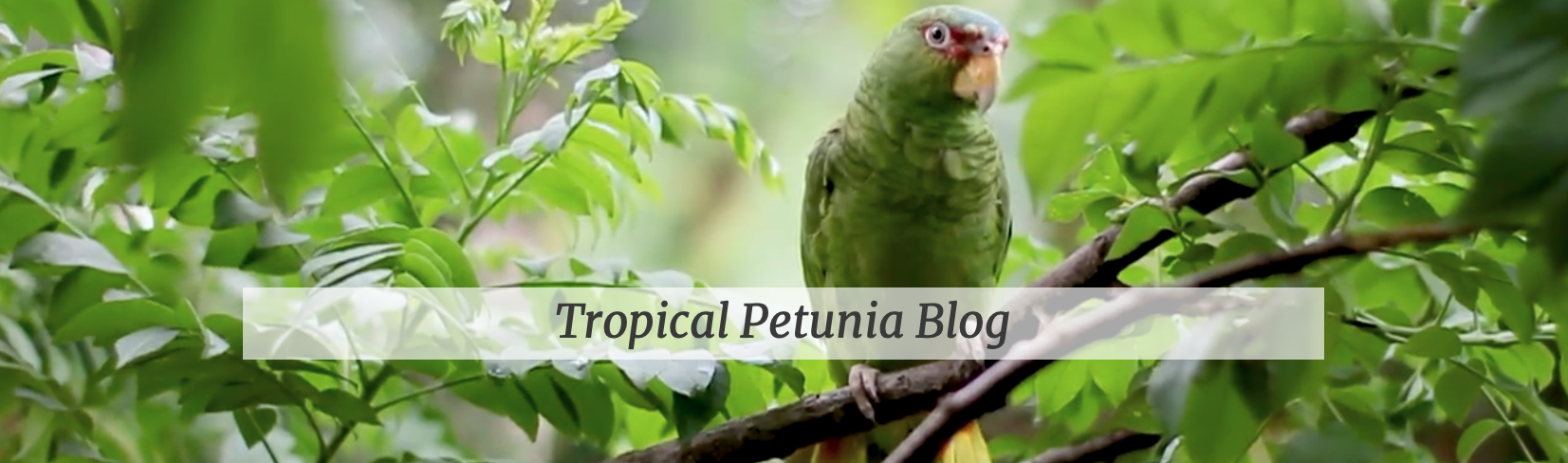 Tropical Petunia Blog