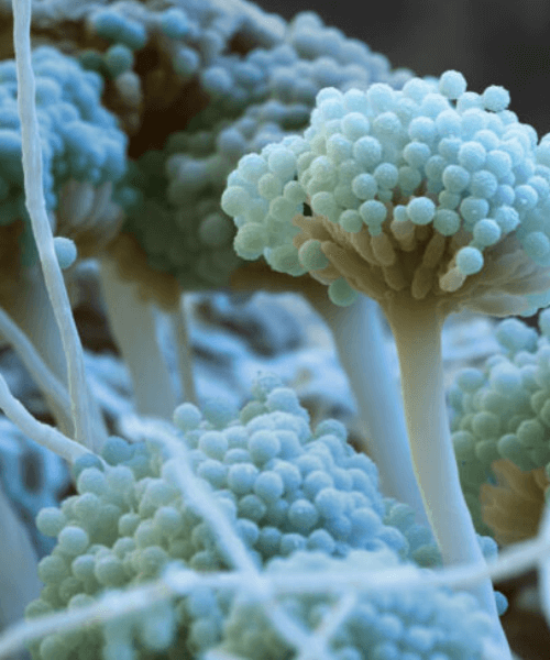 Fungus Amungus - health starts im your home