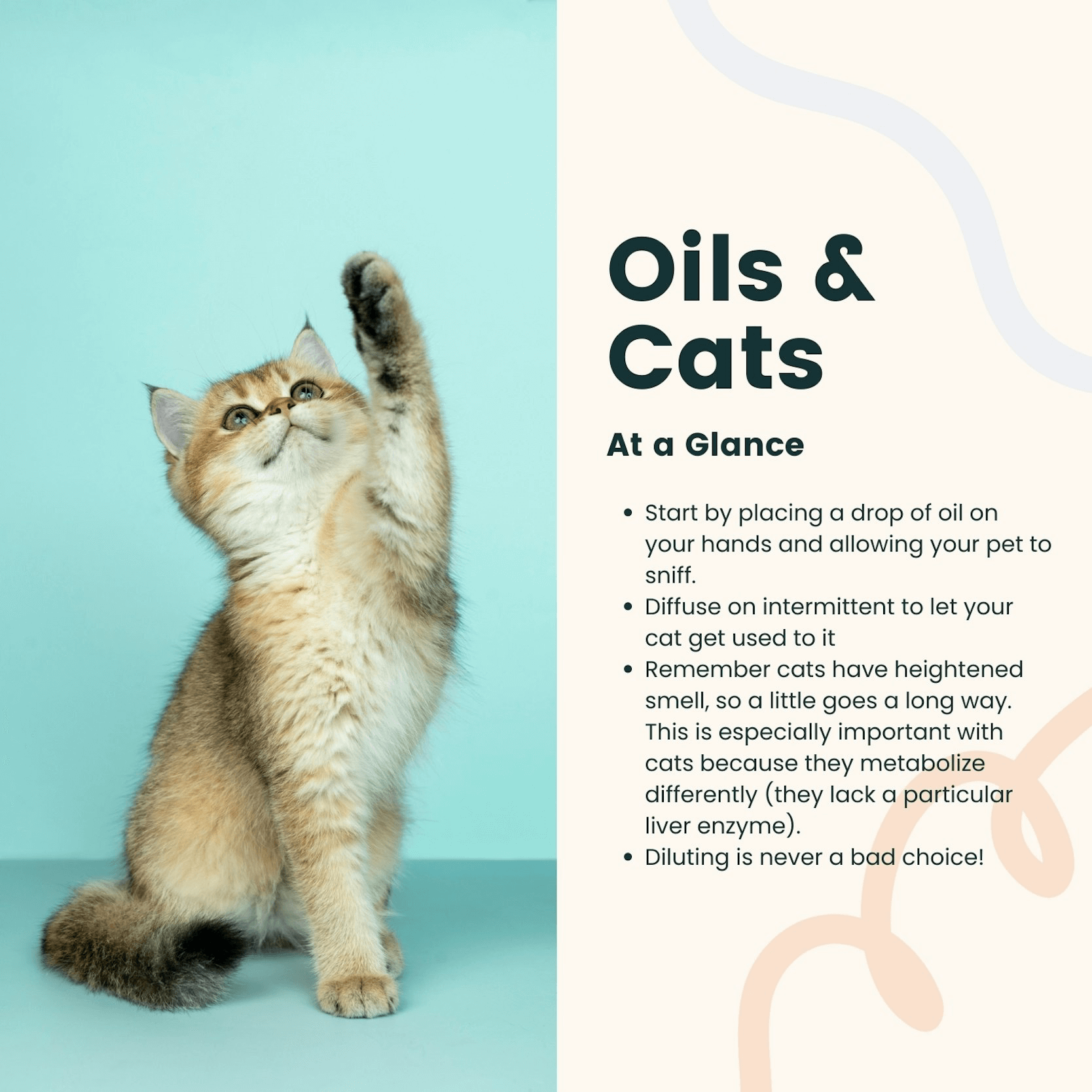 Essential Oils and Cats
