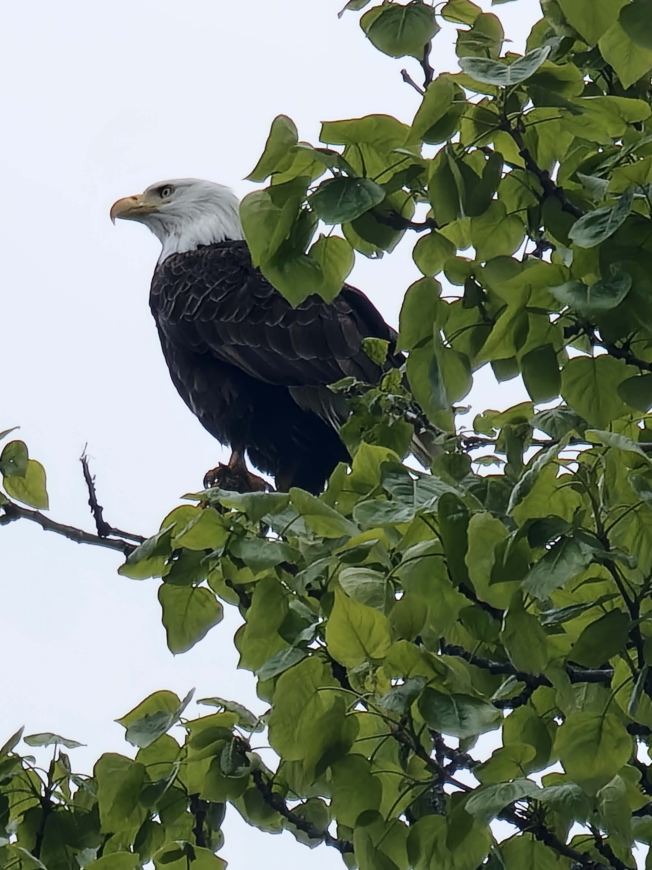 bald eagle sitting in a tree