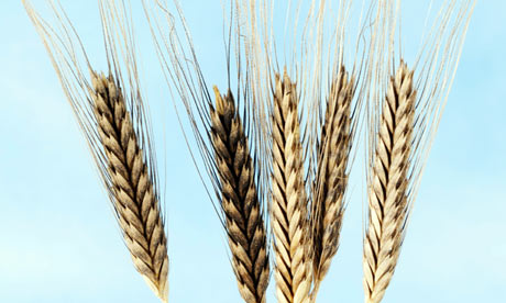 Einkorn wheat  vanished from British tables a long time ago.