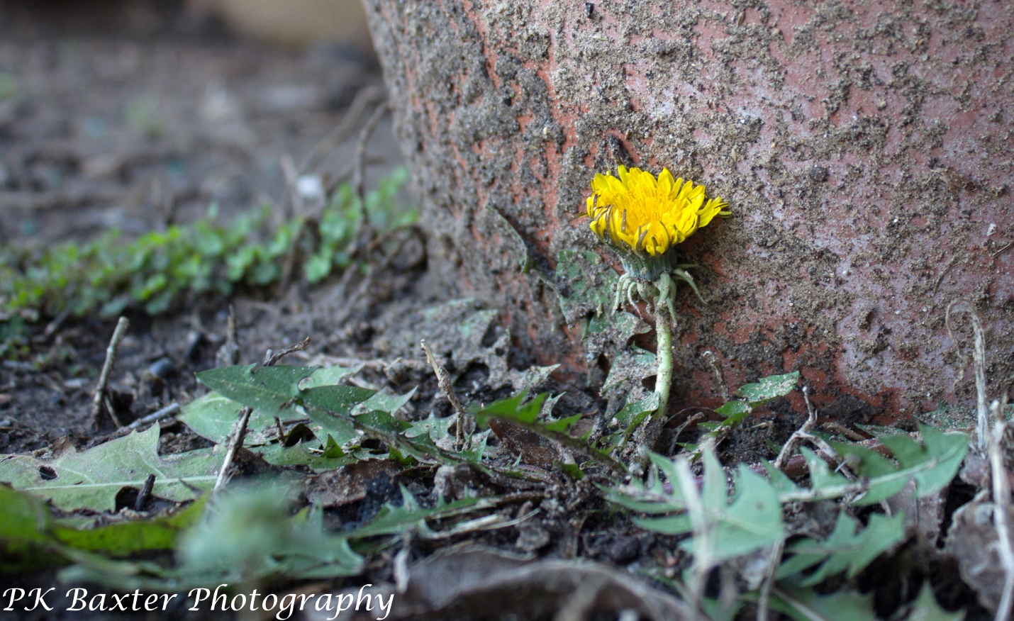 A yellow flower growing out of a tree trunk

Description automatically generated with low confidence