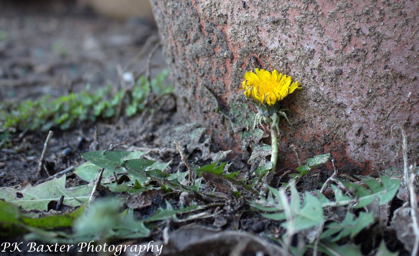 A yellow flower growing out of a tree trunk

Description automatically generated with low confidence