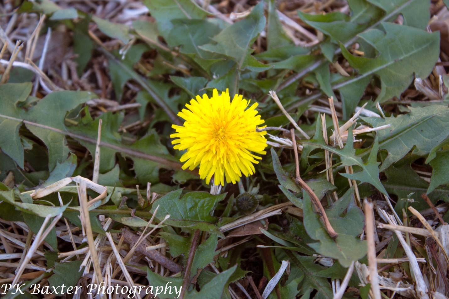 A yellow flower in the grass

Description automatically generated with medium confidence