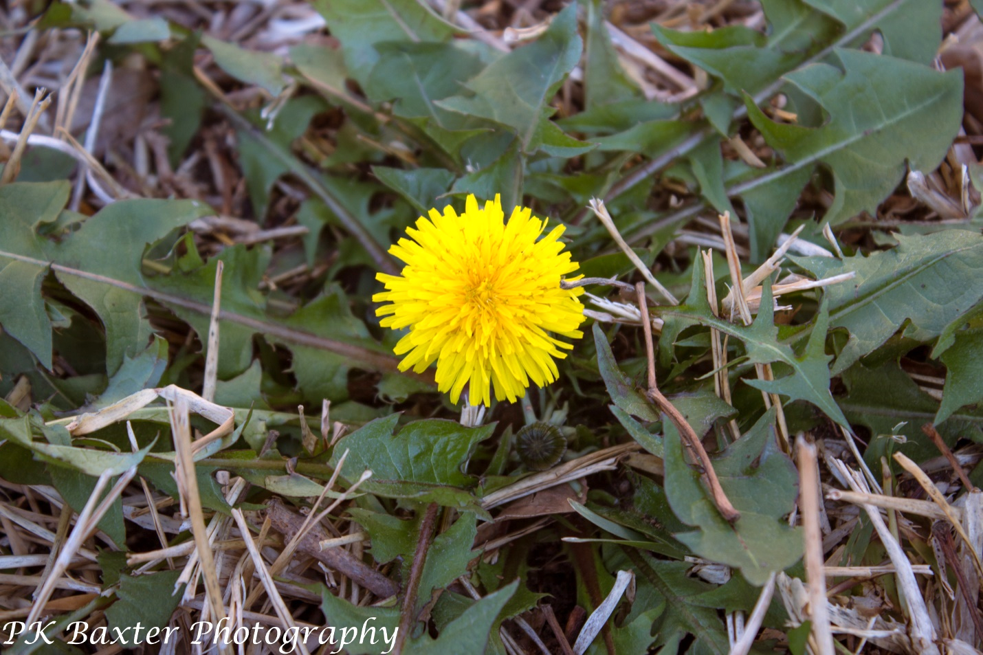 A yellow flower in the grass

Description automatically generated with medium confidence